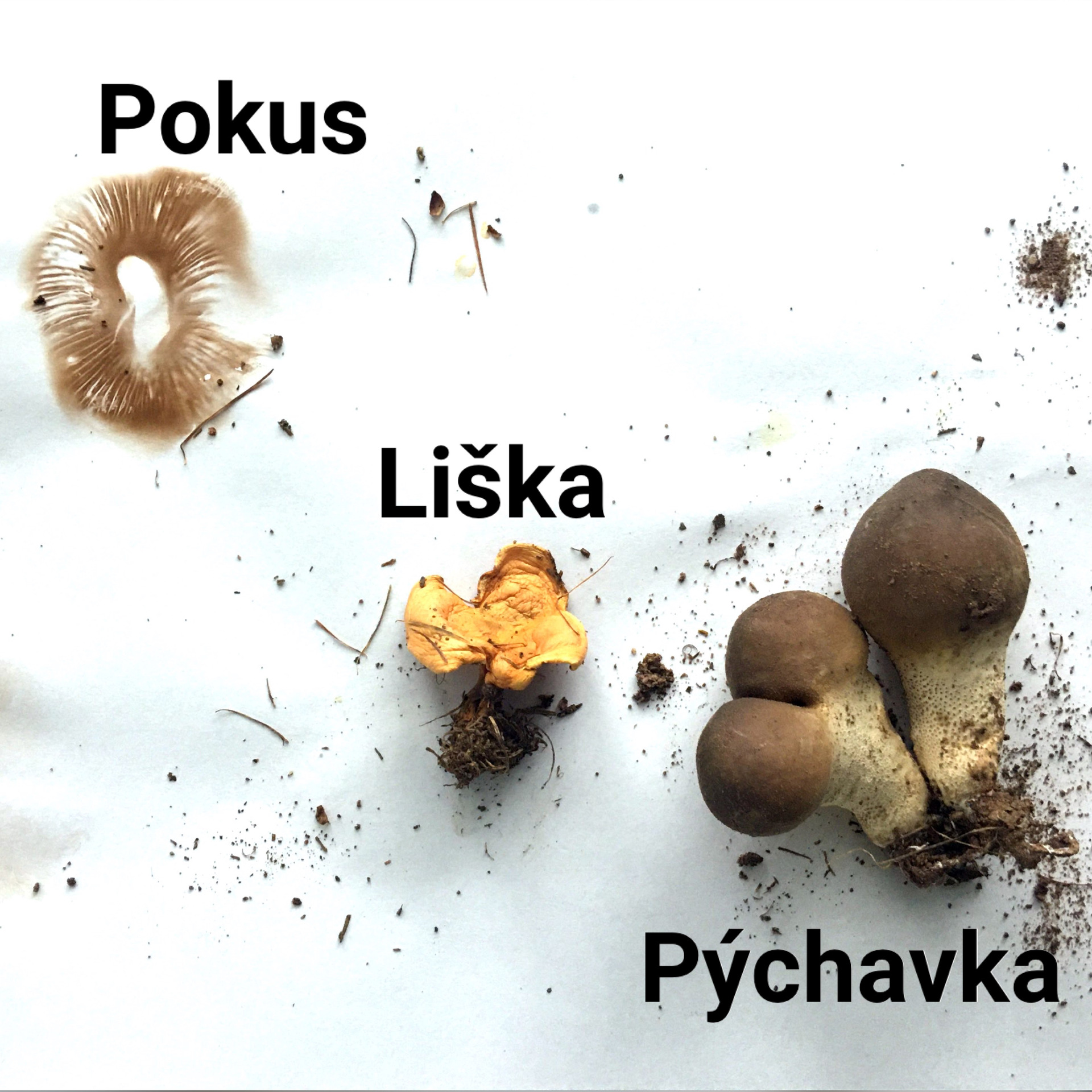 Čím se vyživují houby?